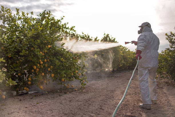 Best Wasp Removal Services  in Scottsbluff, NE